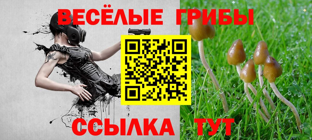 Донской  Галлюциногенные грибы Psilocybine cubensis  Вход с VPN 